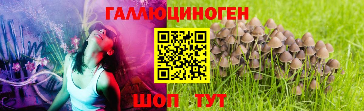 Галлюциногенные грибы Psilocybine cubensis Ливны